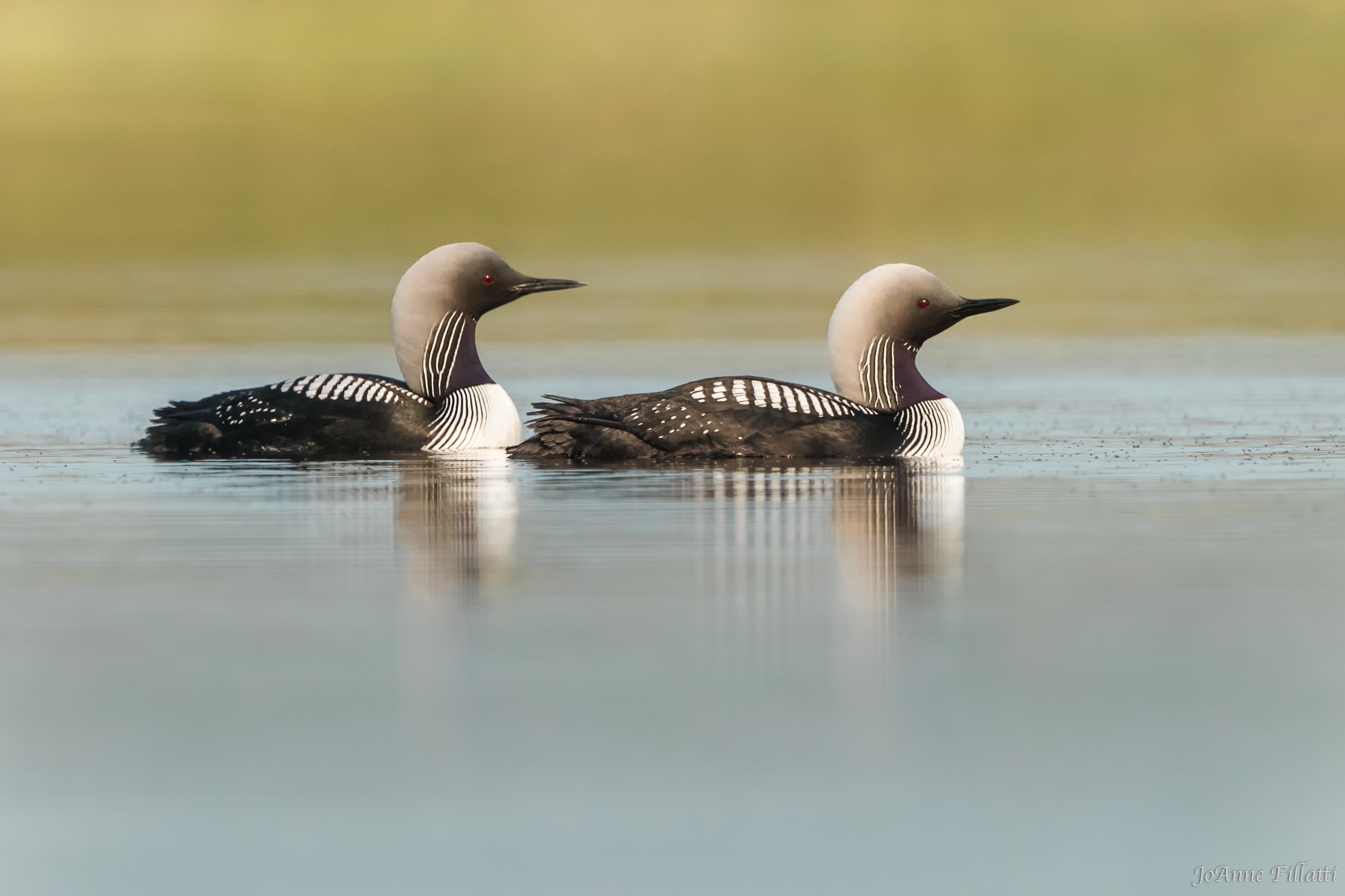 bird of alaska image 8